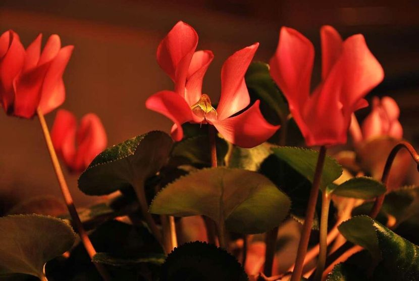  - Cyclamen Ingrijire Inmultire