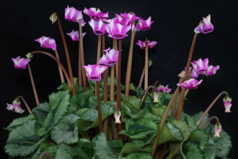  - Cyclamen Ingrijire Inmultire