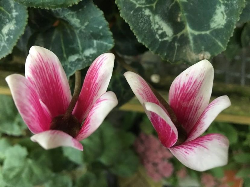  - Cyclamen Ingrijire Inmultire