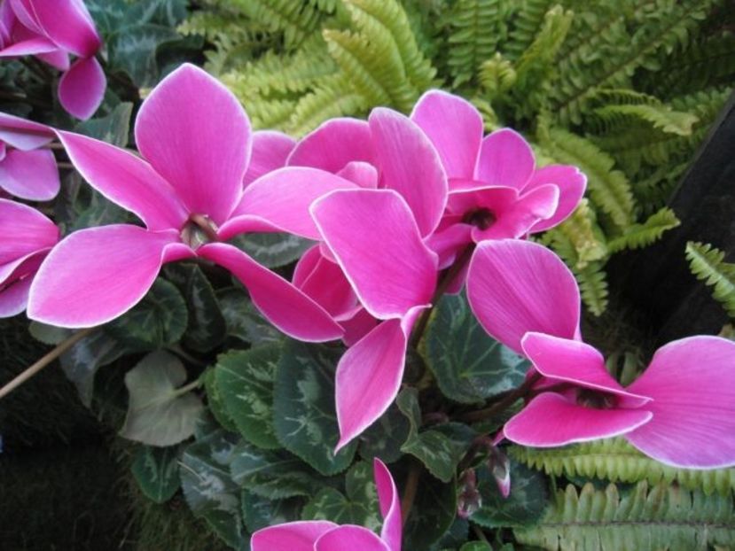  - Cyclamen Ingrijire Inmultire