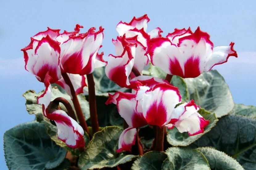  - Cyclamen Ingrijire Inmultire