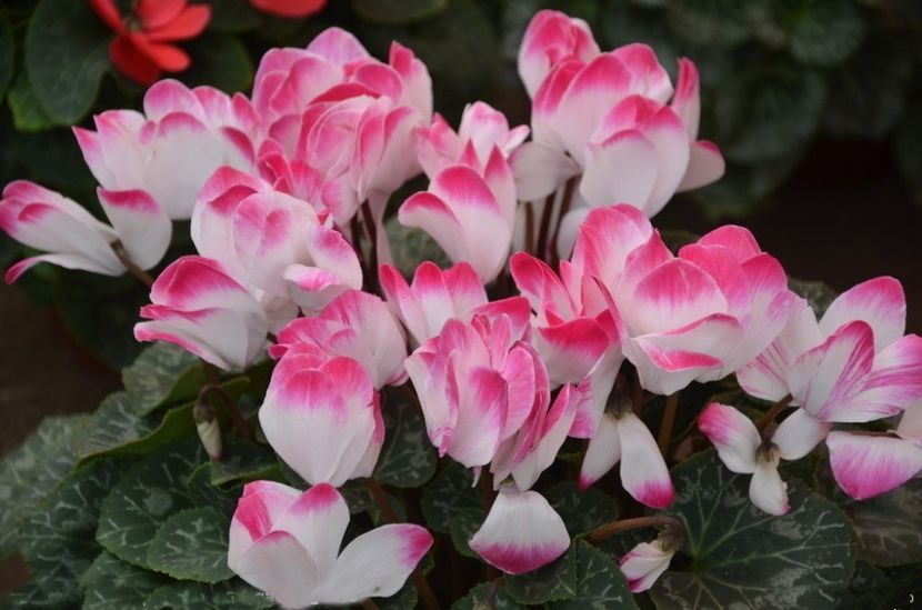  - Cyclamen Ingrijire Inmultire