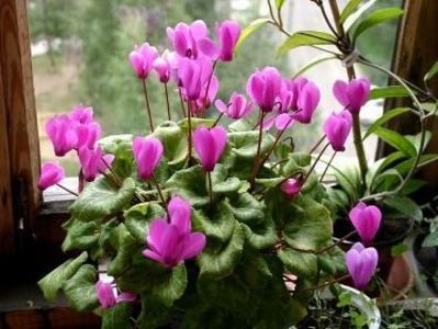  - Cyclamen Ingrijire Inmultire