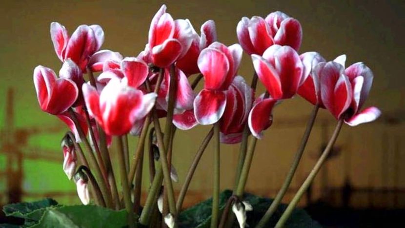  - Cyclamen Ingrijire Inmultire