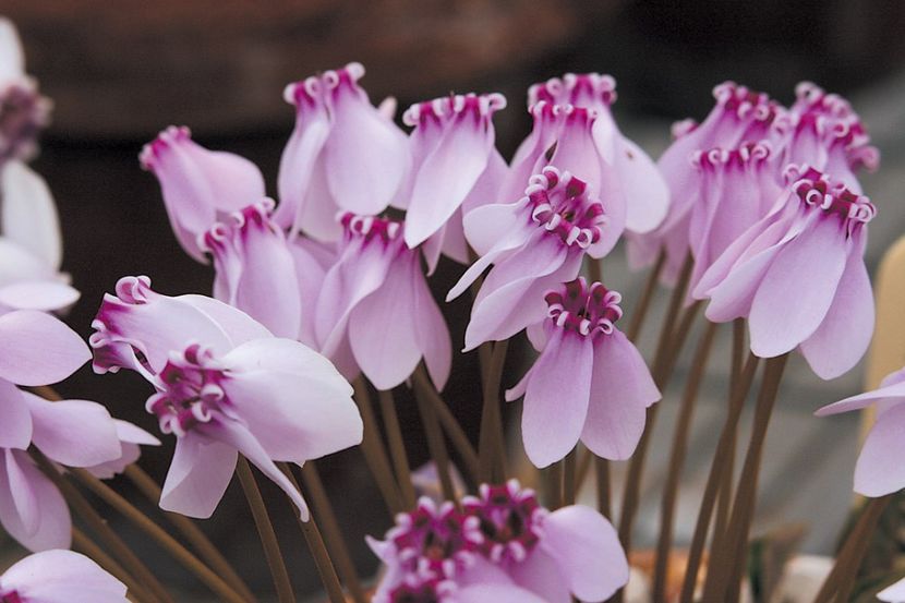  - Cyclamen Ingrijire Inmultire