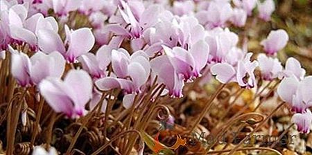  - Cyclamen Ingrijire Inmultire