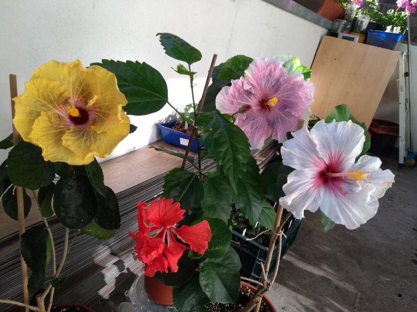  - 04Hibiscus