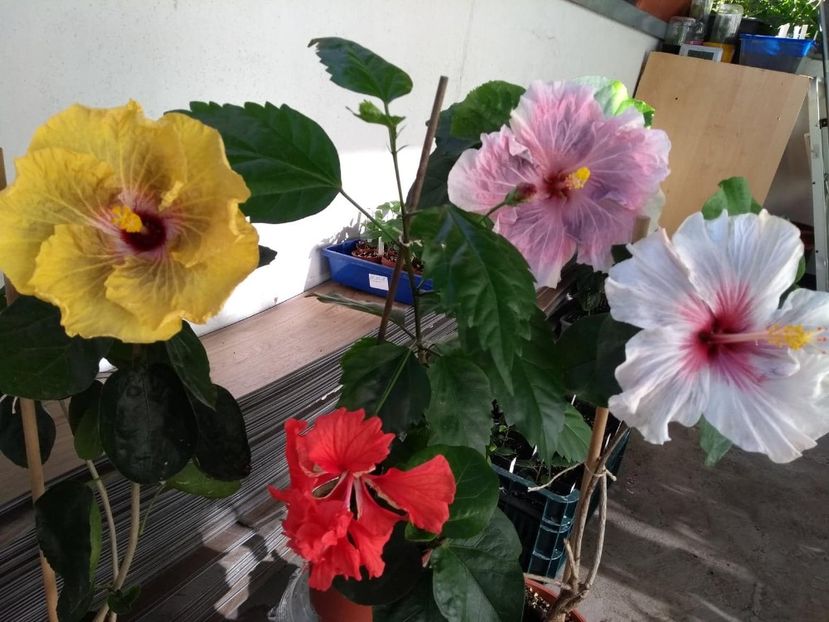  - 04Hibiscus