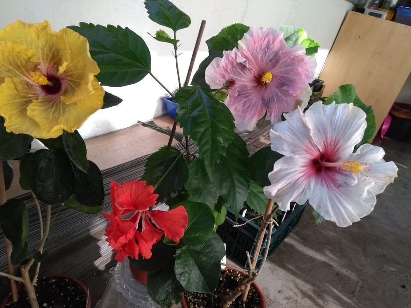  - 04Hibiscus