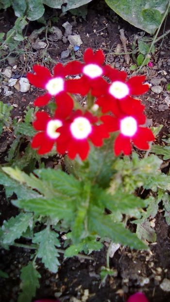  - florile mele