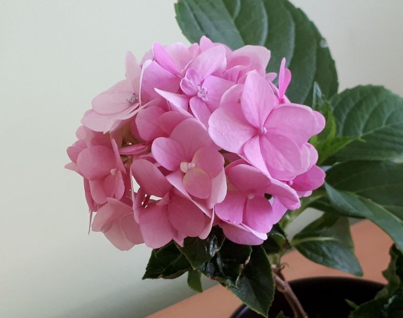 Flori Hortensie (Hydrangea) roz - 00 - provizoriu