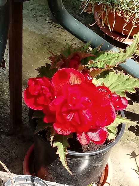 Begonia Rosie - Diverse flori
