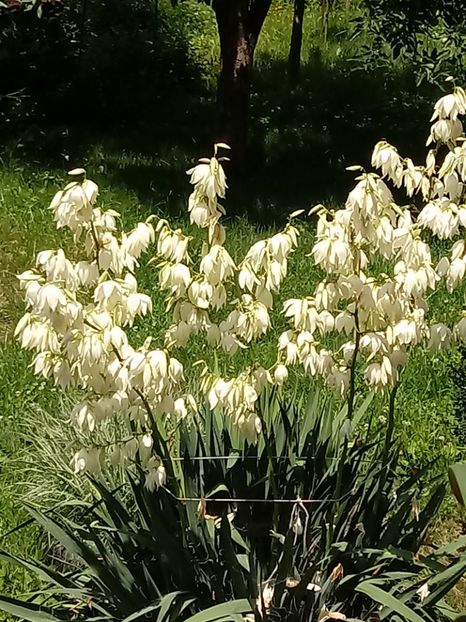  - Gradina mea