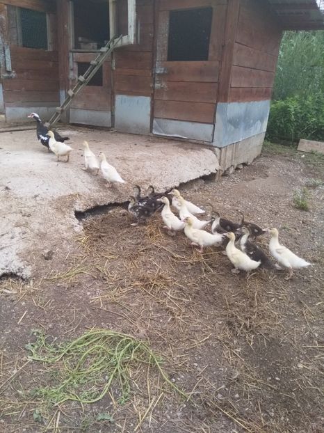  - ratele mele lesesti 2