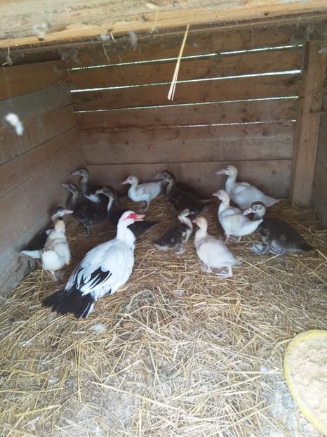  - ratele mele lesesti 2