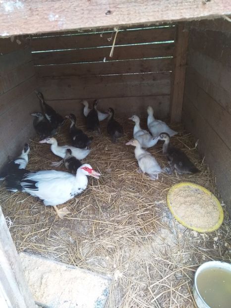  - ratele mele lesesti 2
