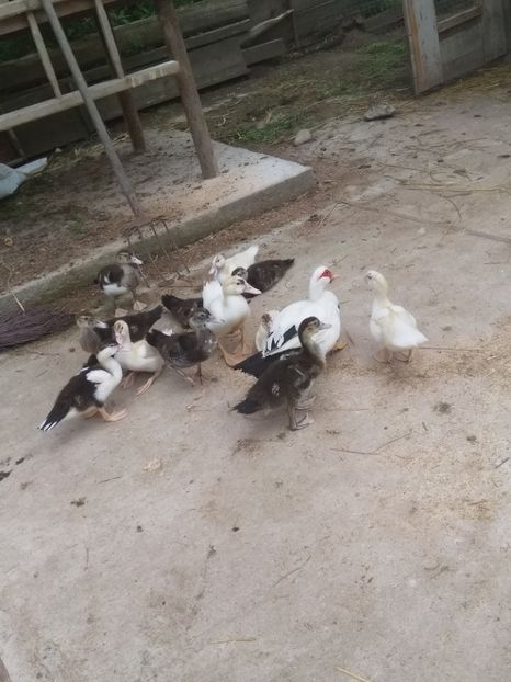  - ratele mele lesesti 2