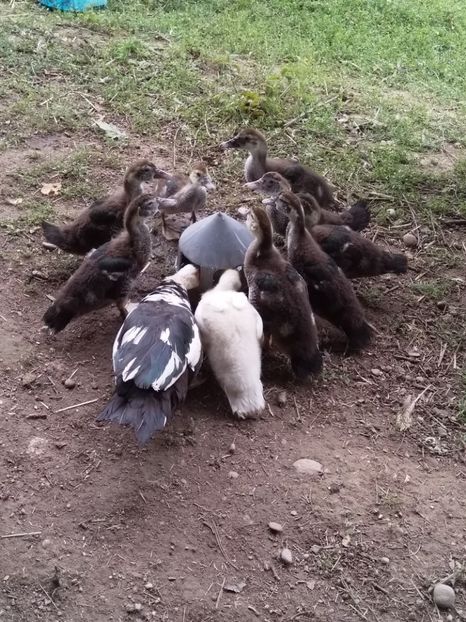  - ratele mele lesesti 2