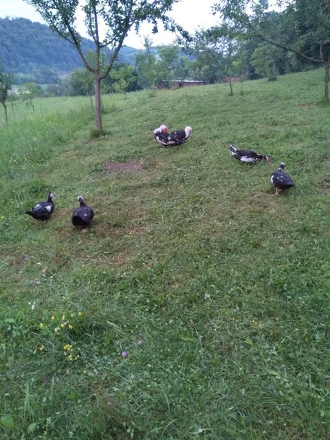  - ratele mele lesesti 2