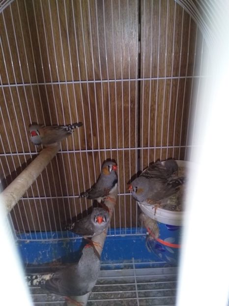  - Cintezele mele zebre australiene