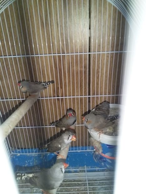  - Cintezele mele zebre australiene