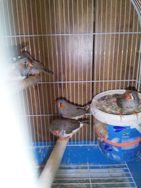  - Cintezele mele zebre australiene