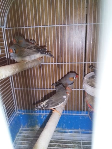  - Cintezele mele zebre australiene