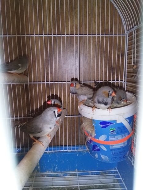  - Cintezele mele zebre australiene