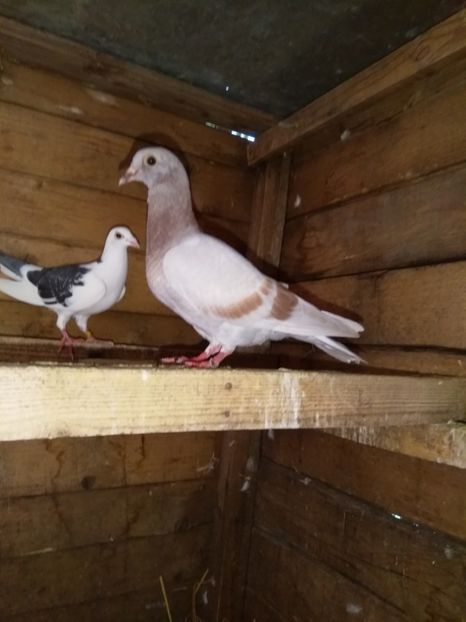  - porumbeii mei