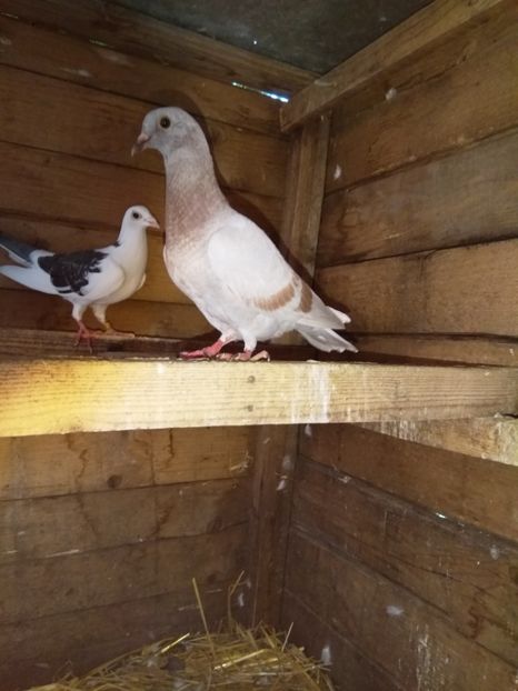  - porumbeii mei