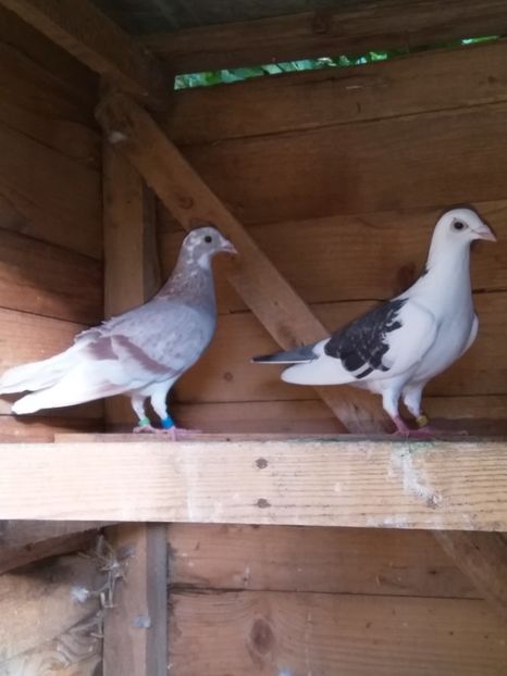  - porumbeii mei