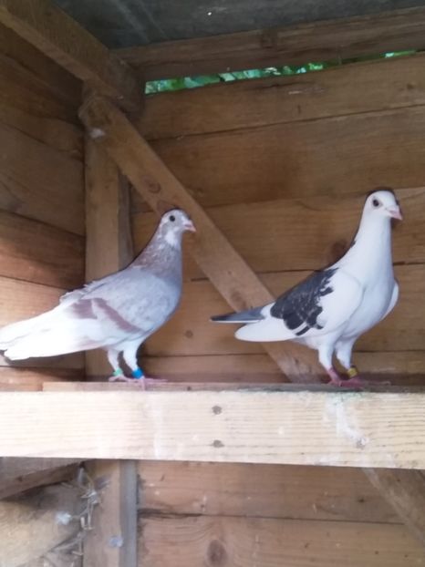  - porumbeii mei