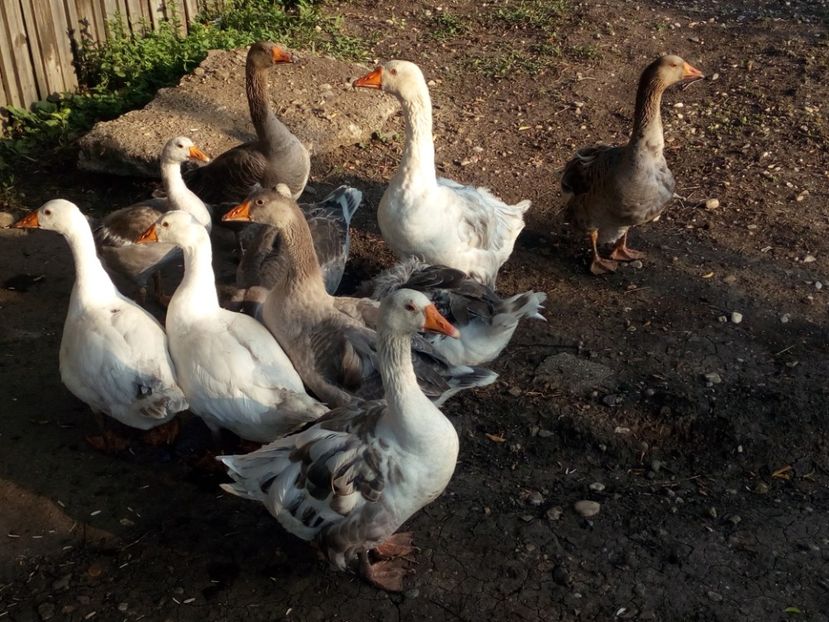  - Gaste si rate iulie 2018