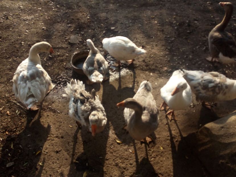  - Gaste si rate iulie 2018