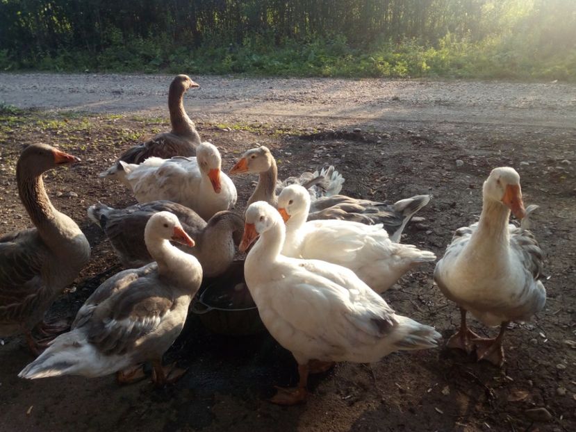  - Gaste si rate iulie 2018