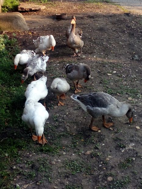  - Gaste si rate iulie 2018