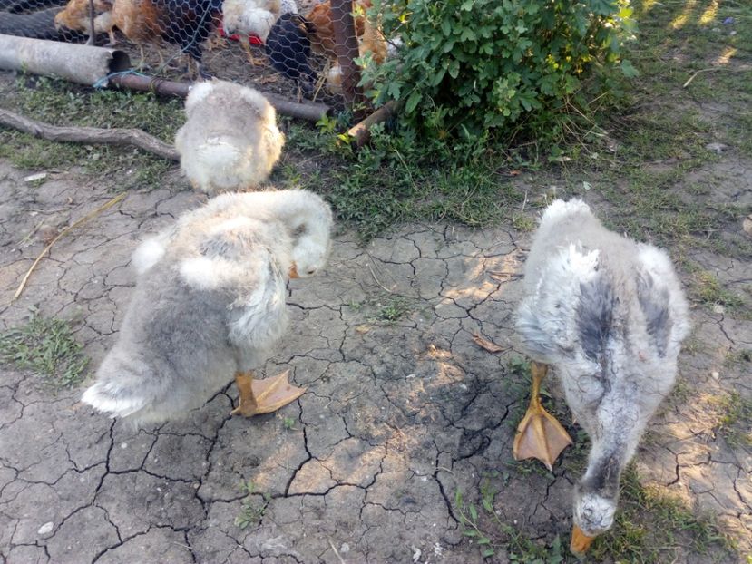  - Gaste si rate iulie 2018