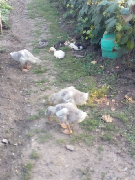  - Gaste si rate iulie 2018