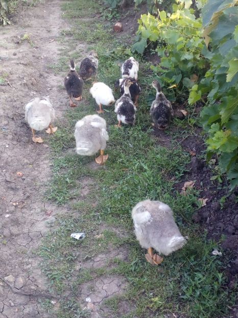  - Gaste si rate iulie 2018