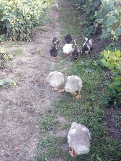  - Gaste si rate iulie 2018