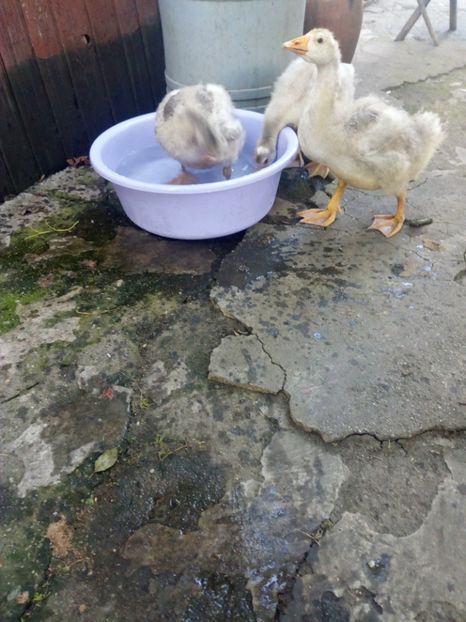  - Gaste si rate iulie 2018