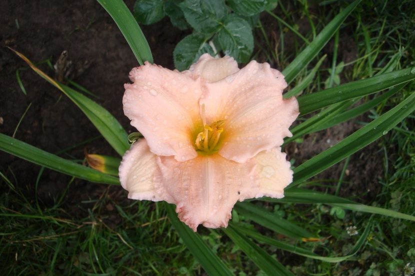 Orange Nassau - Hemerocallis