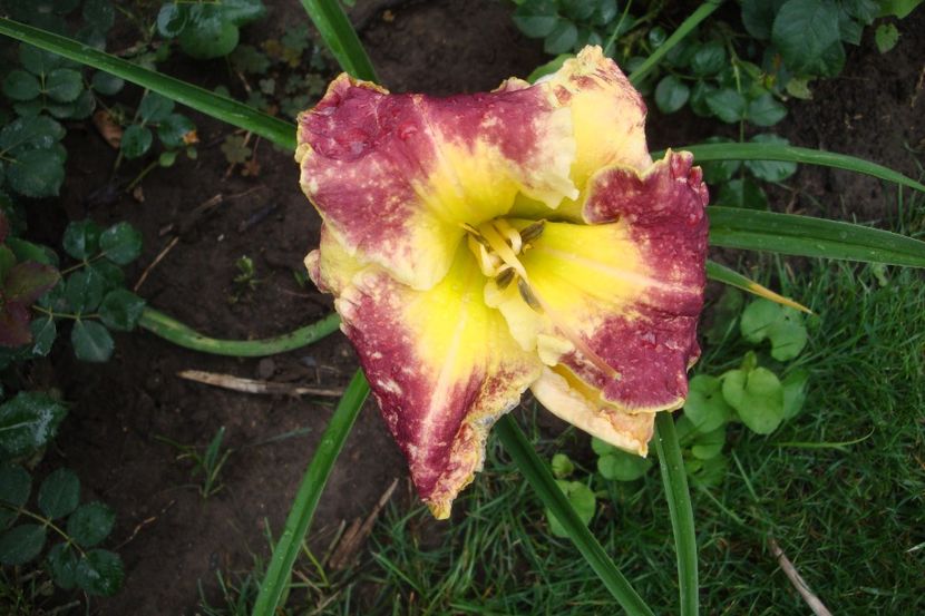 Excellent - Hemerocallis