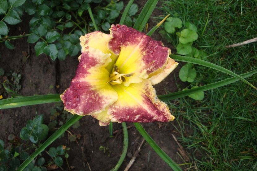  - Hemerocallis
