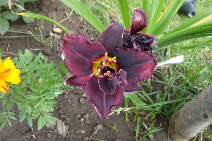 Voodoo Dancer - Hemerocallis