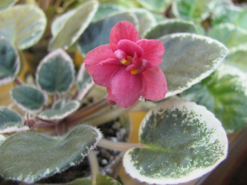  - ZZMac-s Strawberry Sundae