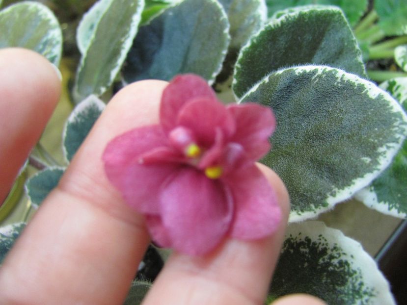  - ZZMac-s Strawberry Sundae