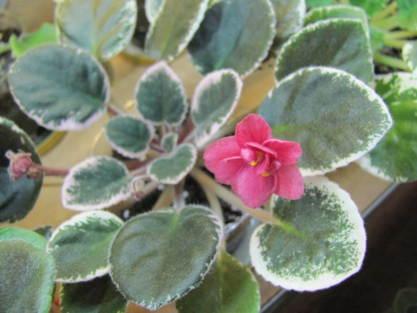  - ZZMac-s Strawberry Sundae