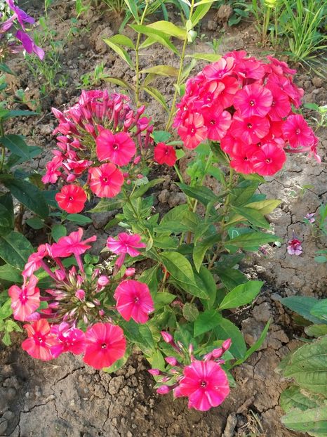  - 0Flori de interior si exterior 2018