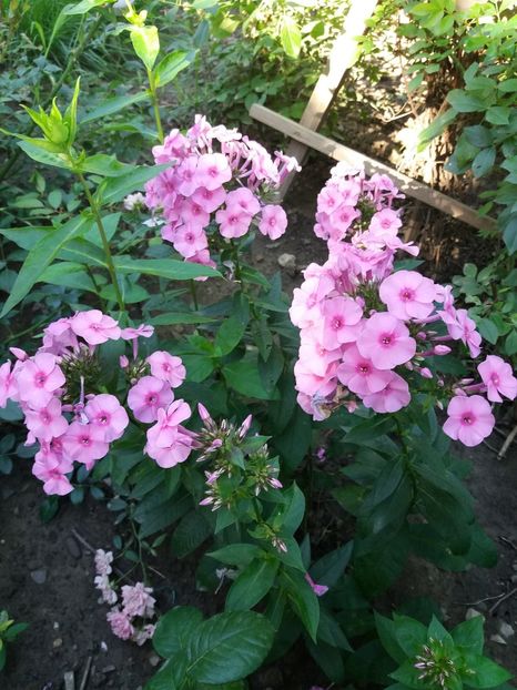  - 0Flori de interior si exterior 2018